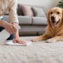Safe Non-Toxic Carpet Cleaning for Pets