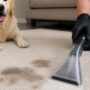 Benefits of Steam Cleaning for Pet Stains