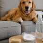 How to Remove Pet Odors from Upholstery: 7 Steps